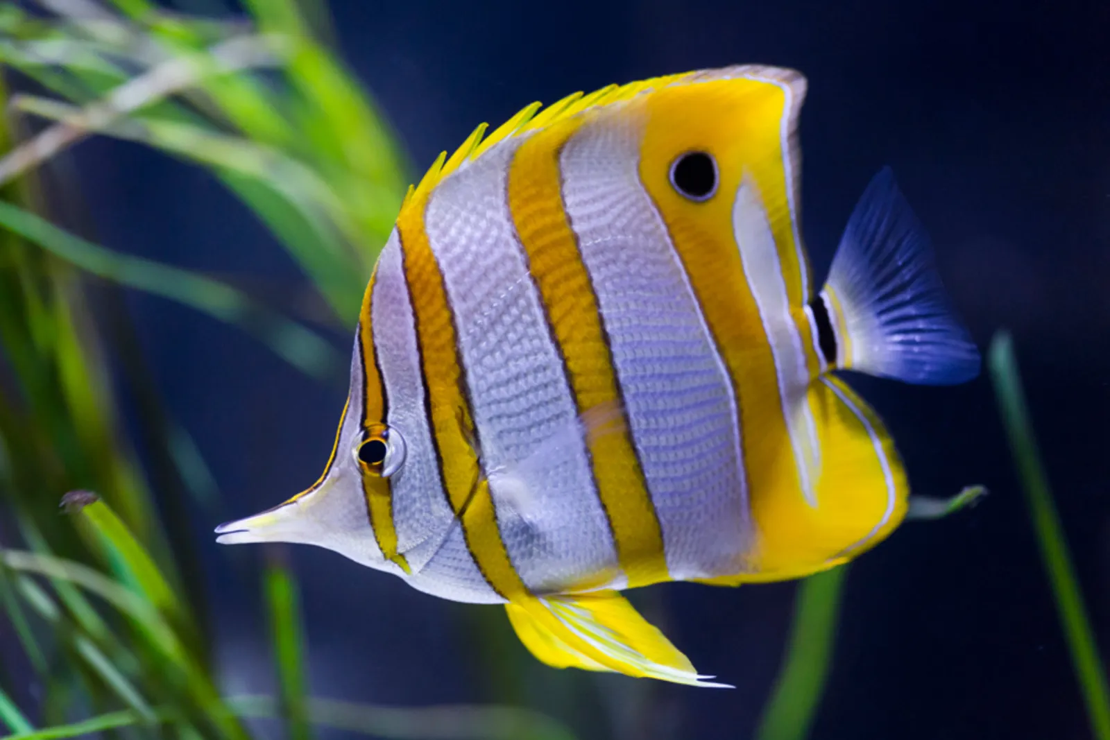 Falterfisch