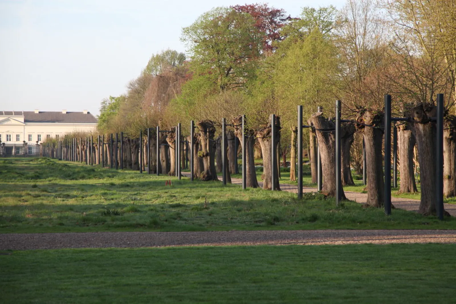 gesicherte Lindenb&auml;ume