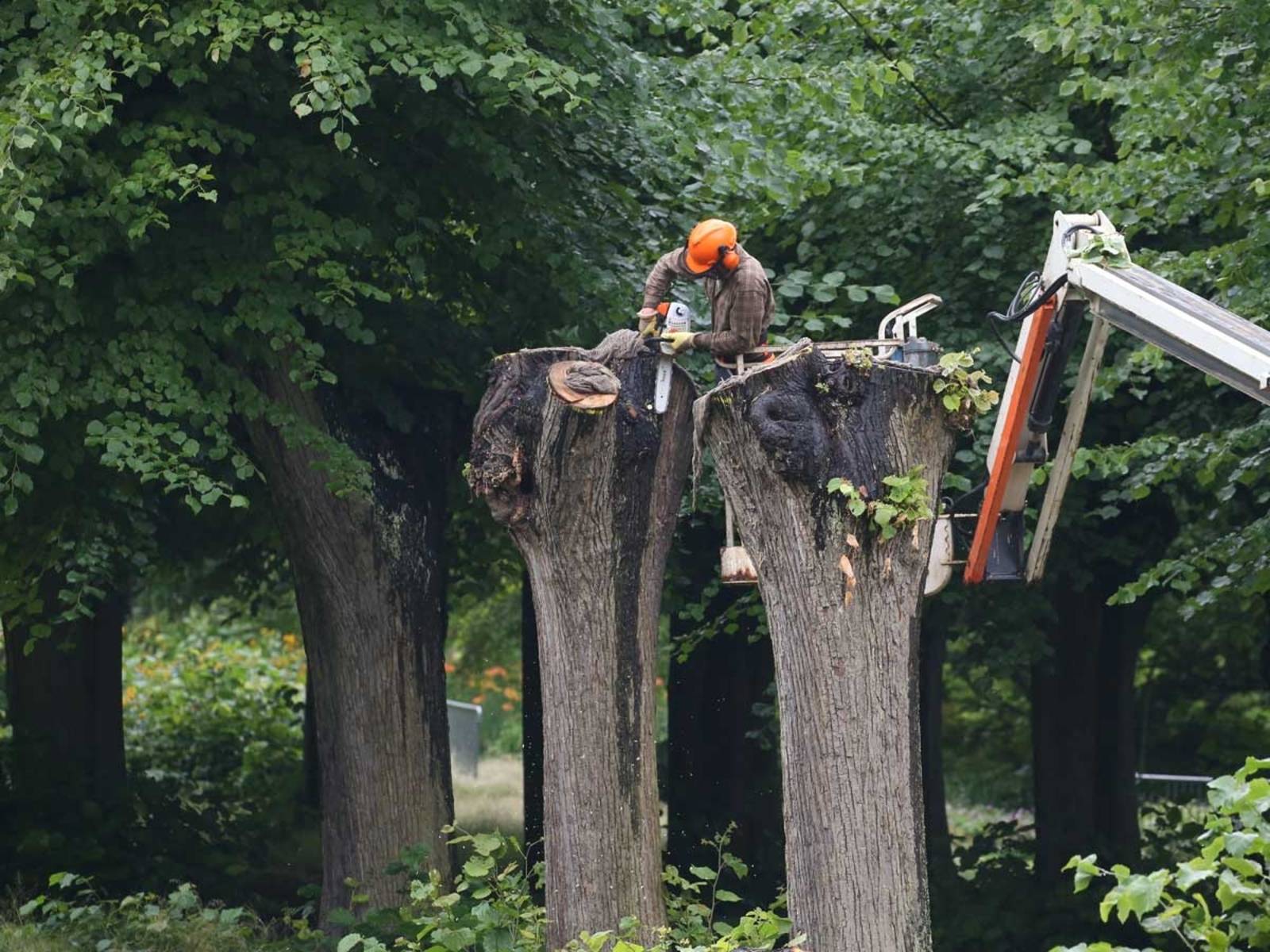 Rückschnitt in der Berggartenallee