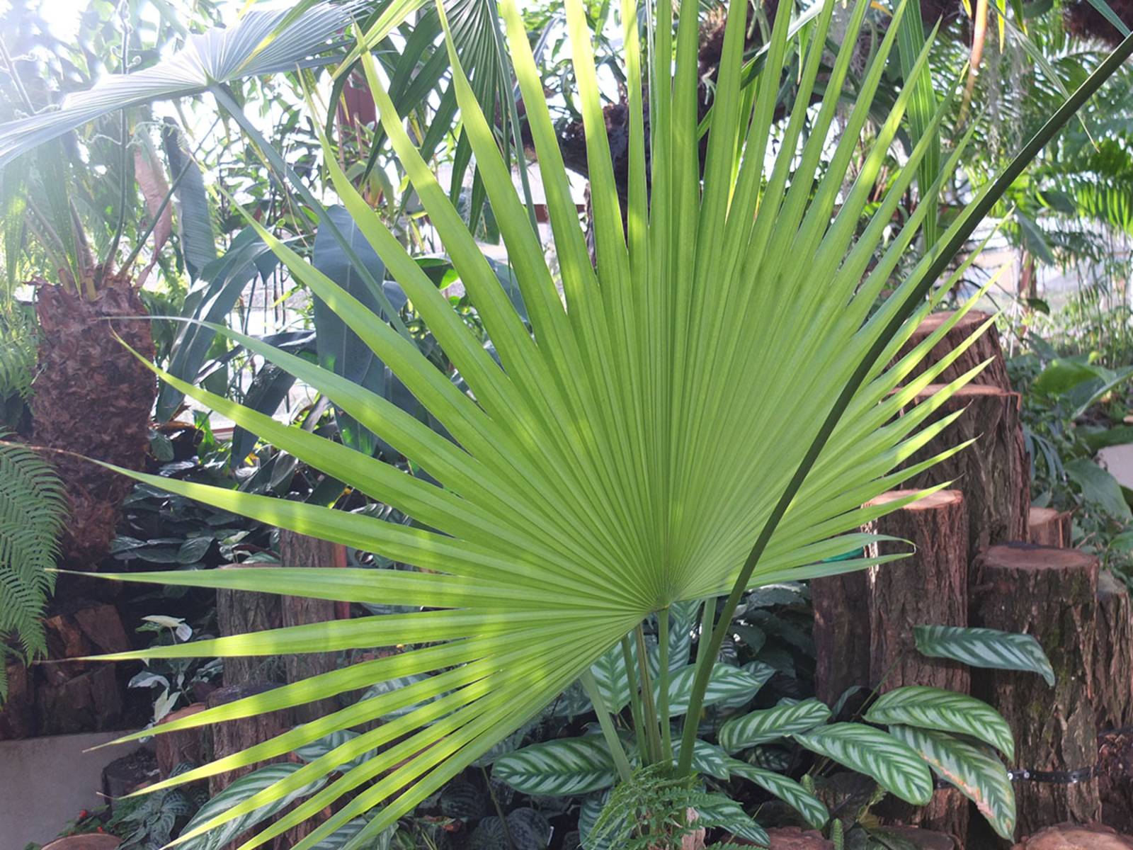 Coccothrinax crinita