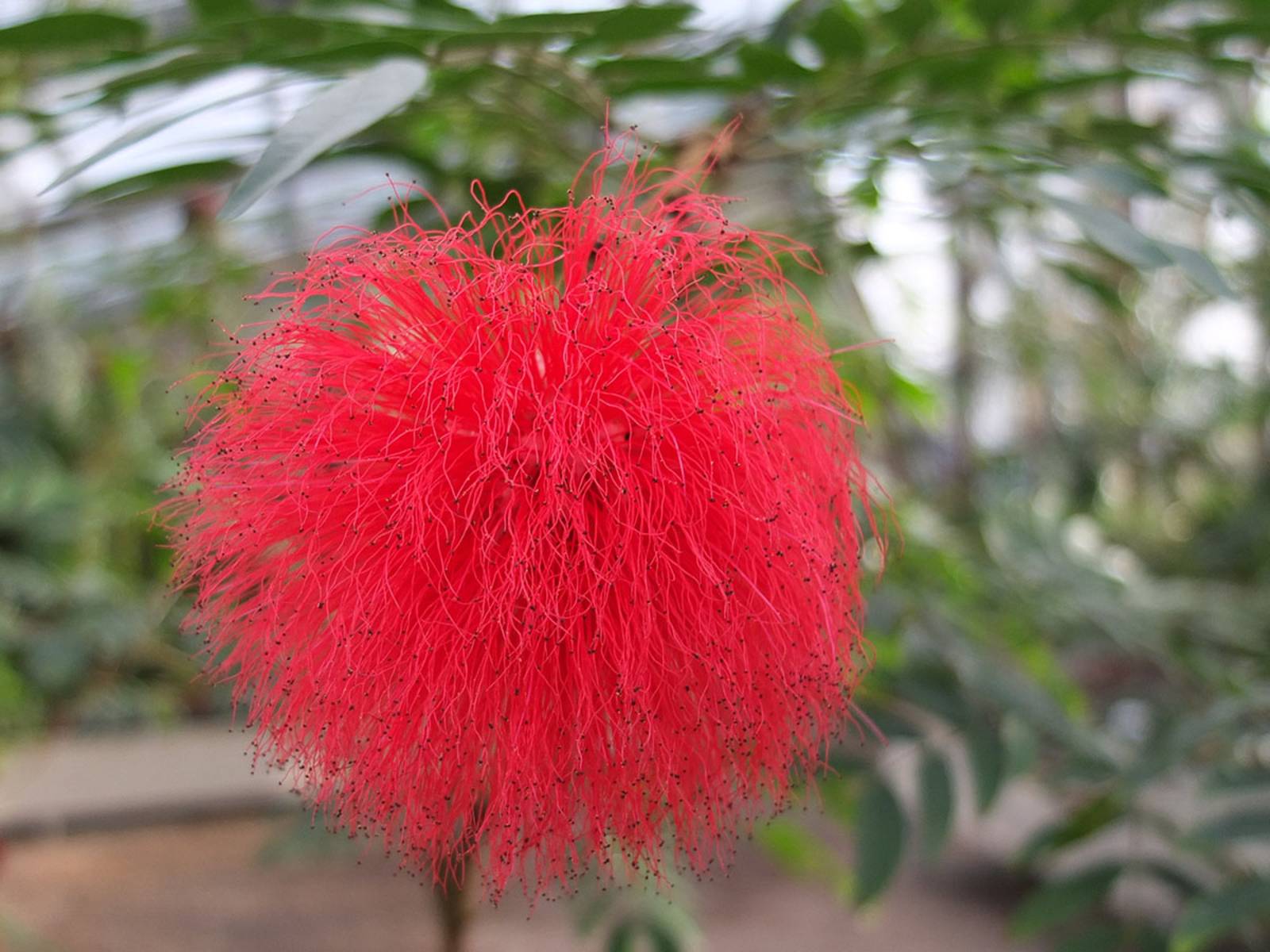 Calliandra haematocephala