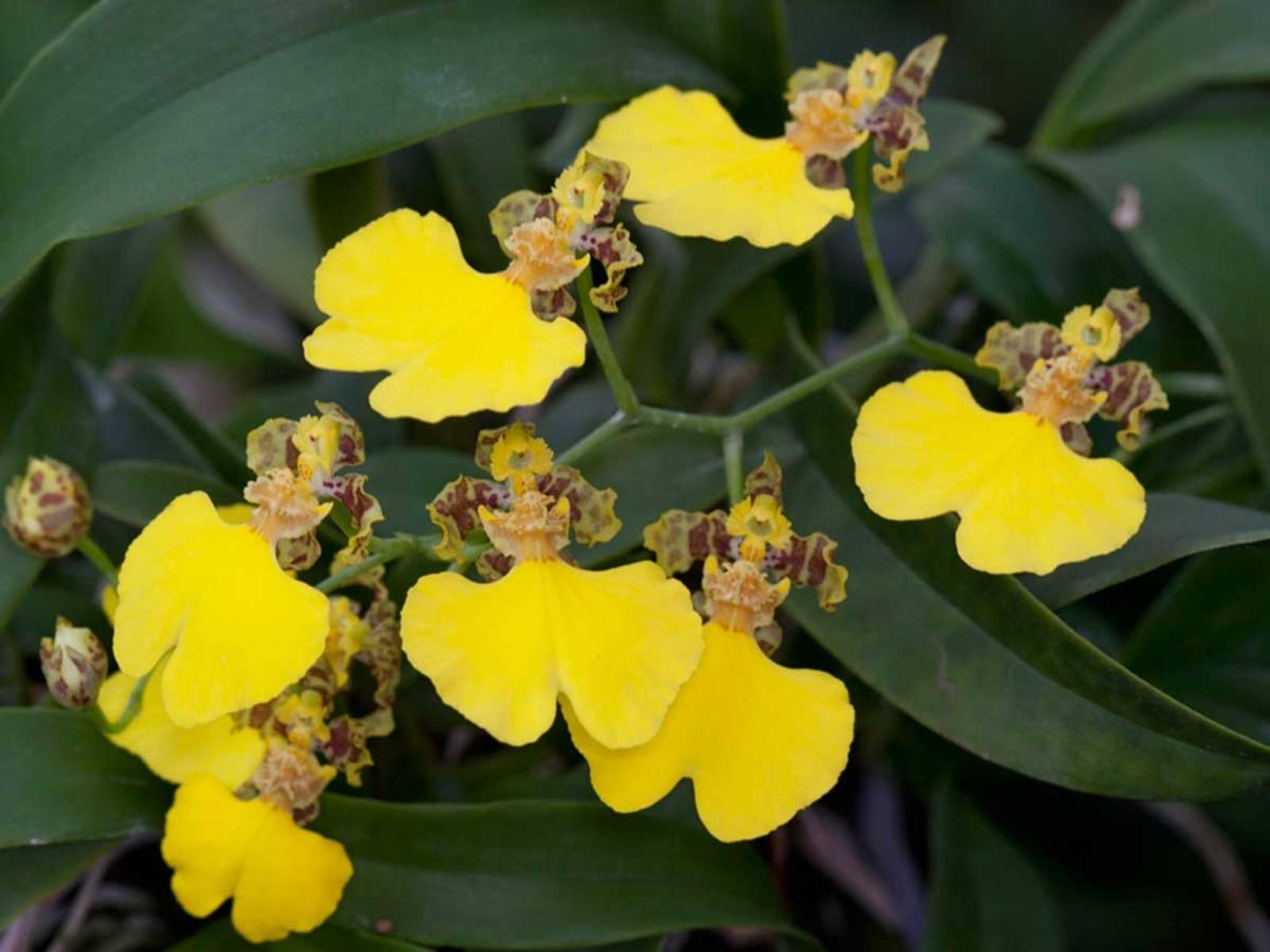 Oncidium herrenhusanum