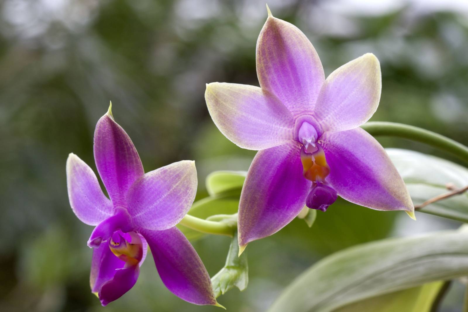 Phalaenopsis violacea