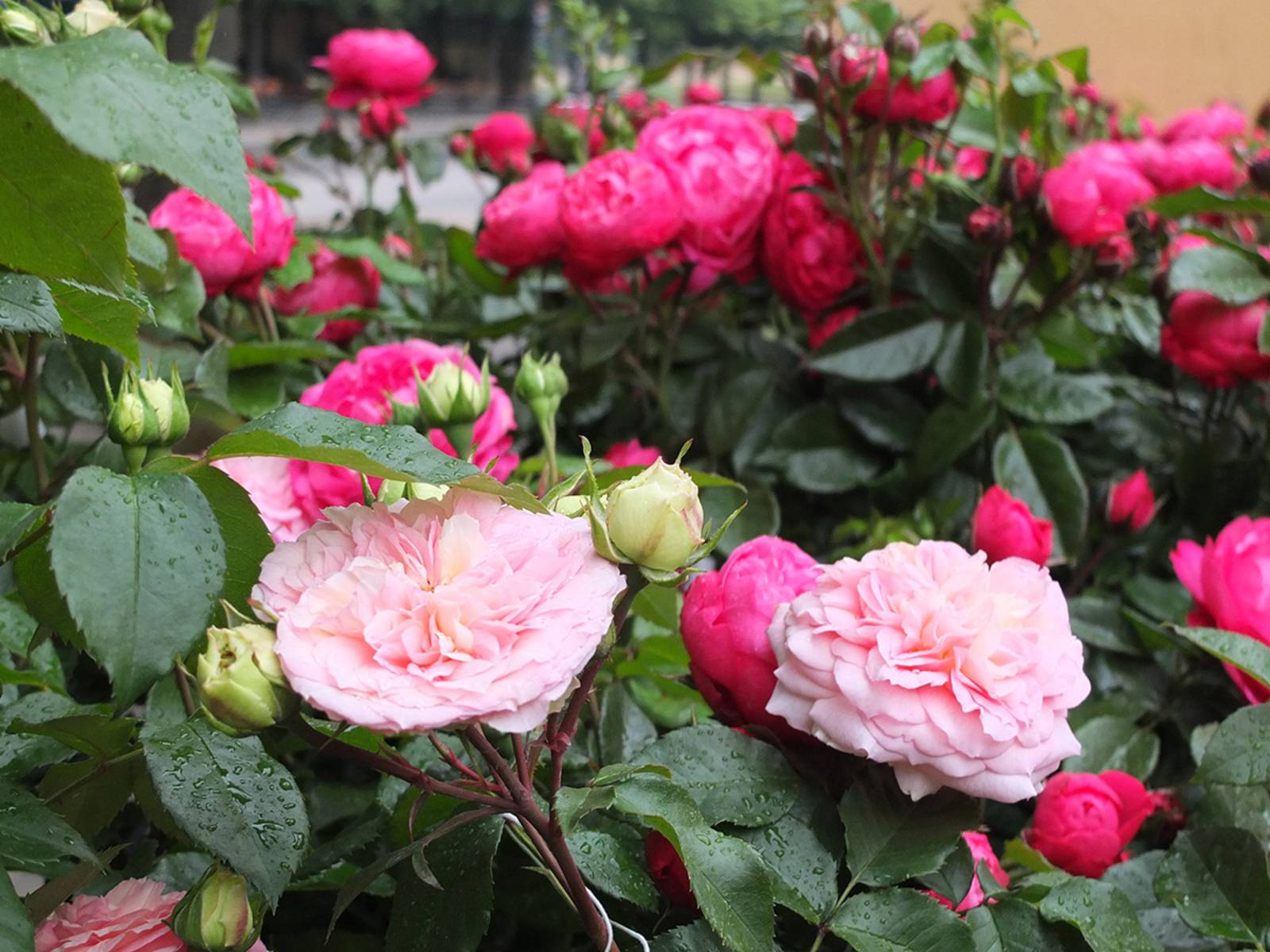 Rosen beim Infopavillon