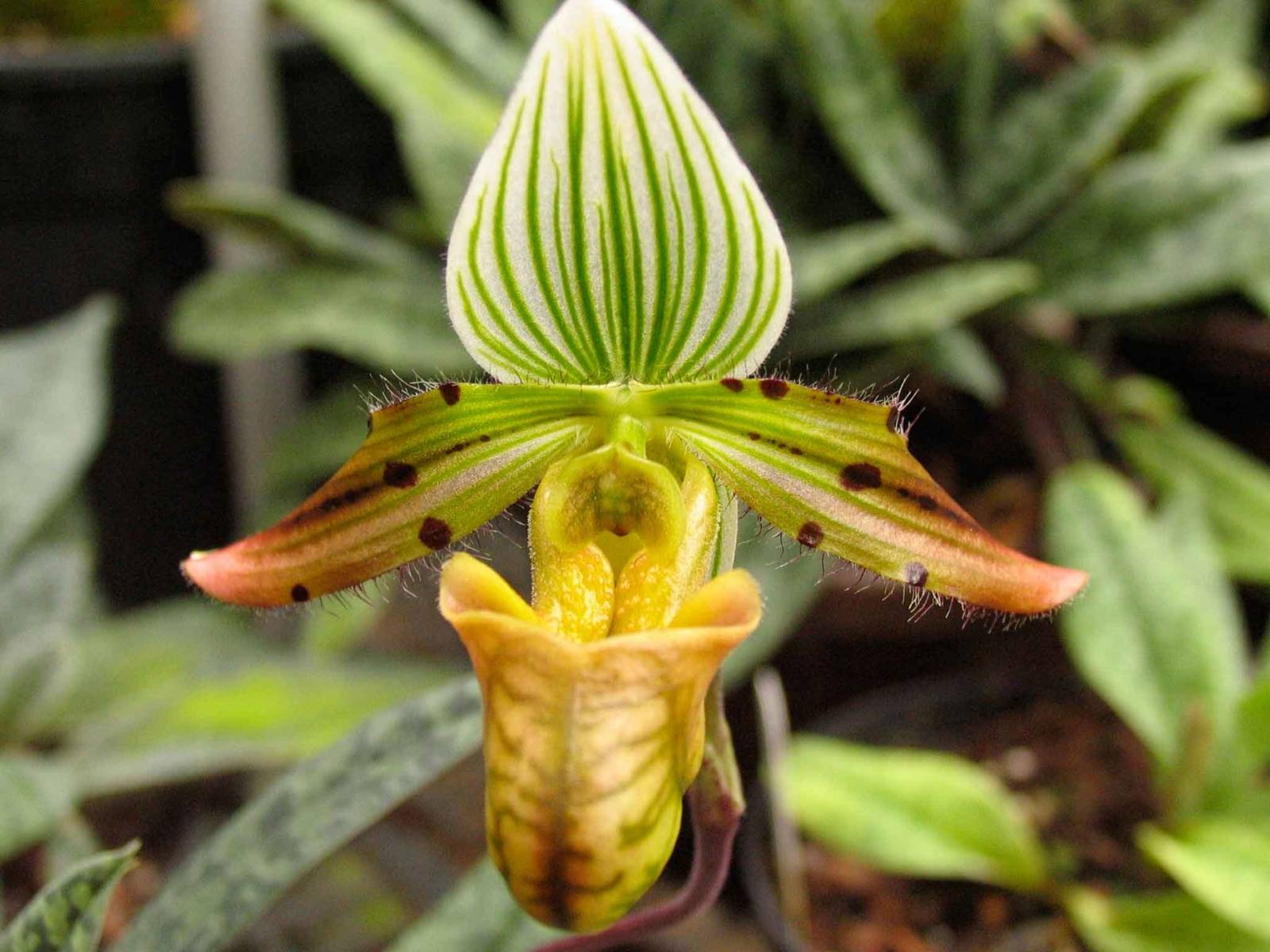 Paphiopedilum venustum