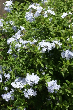 Plumbago auriculata