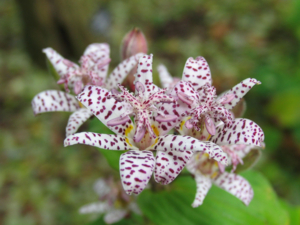 Tricyrtis hirta