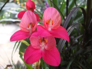 Disa-Blüten