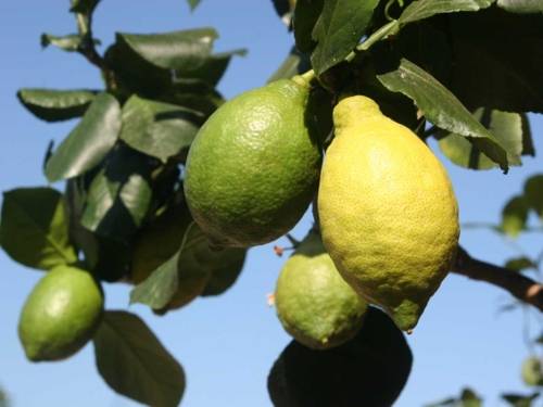 Citrus limon 'Cuoriforme'