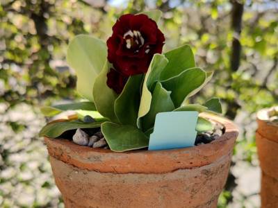 Primula x auricula 'Forest Burgundy' D