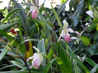 Orchideenschauhaus