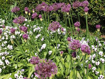 Allium im Blumengang
