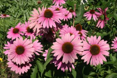 Echinacea purpurea