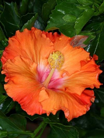 Hibiskusblüte