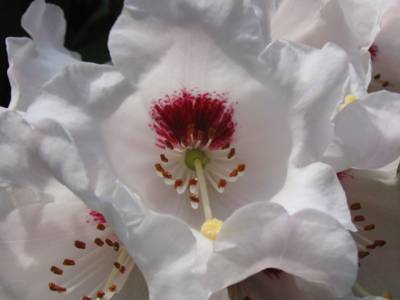 Rhododendron calophytum