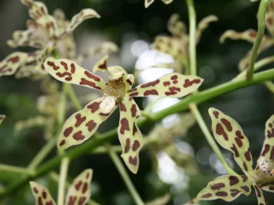 Grammatophyllum