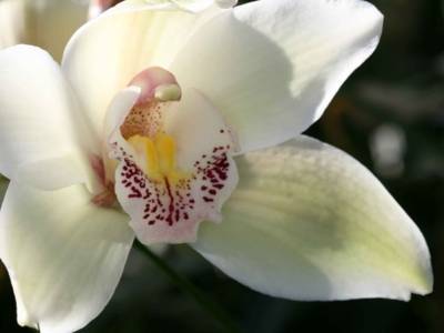 Cymbidium