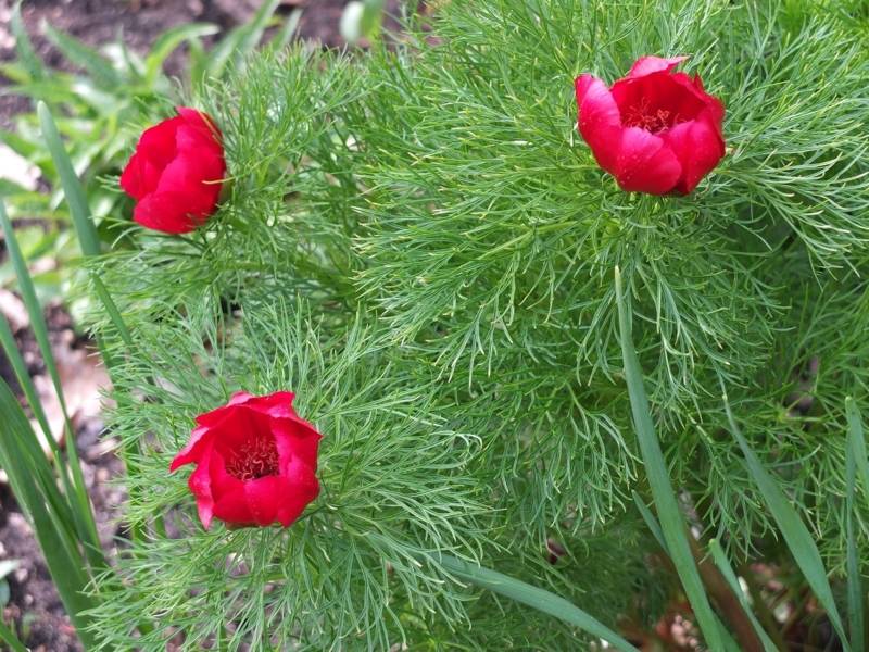 Paeonia tenuifolia