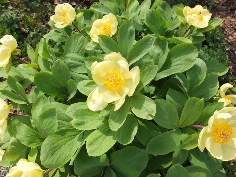 Paeonia mlokosewitschii