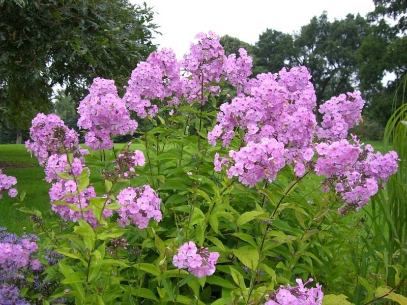 Phlox im Berggarten