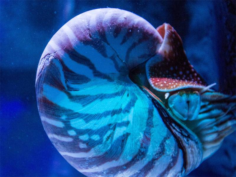 SeaLife Nautilus