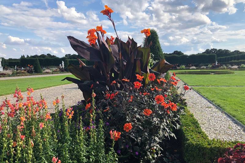 Canna indica