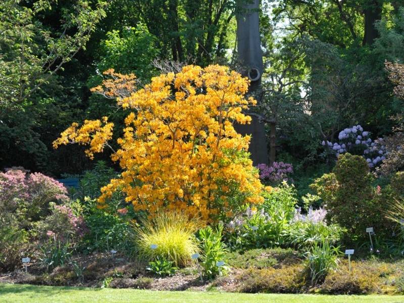 Rhododendronhain