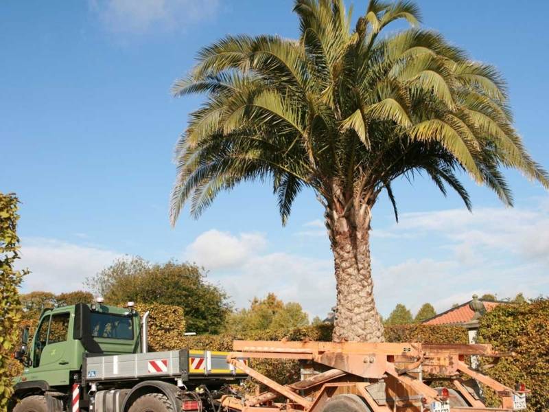 Palmentransport im Herbst