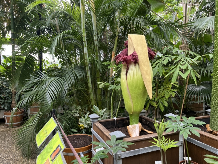 Der Spadix ist abgeknickt, 7. Juli 2026