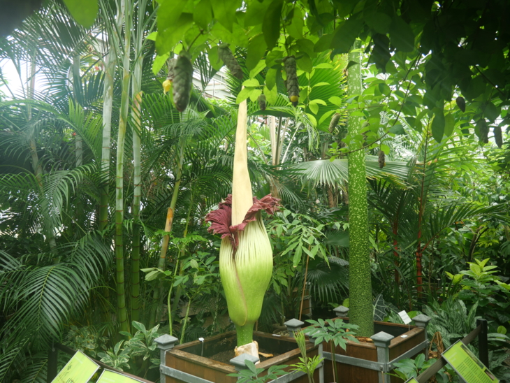 Das Blatt hat sich geschlossen