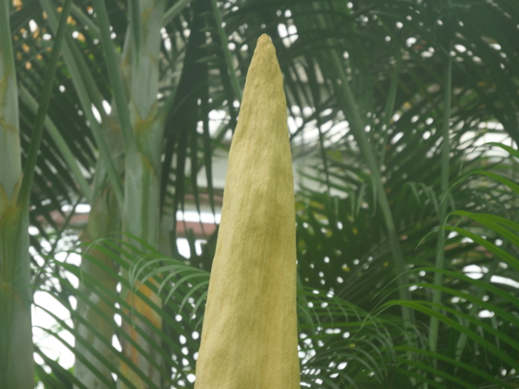 Die Spitze welkt