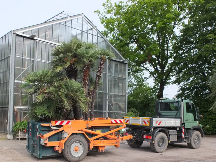 Palmentransport