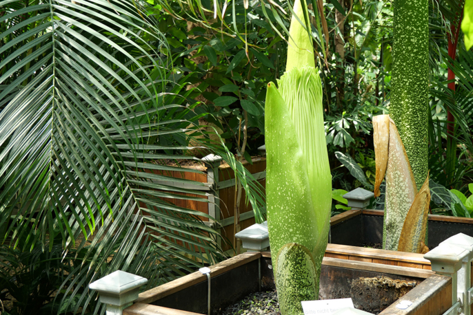 Amorphophallus
