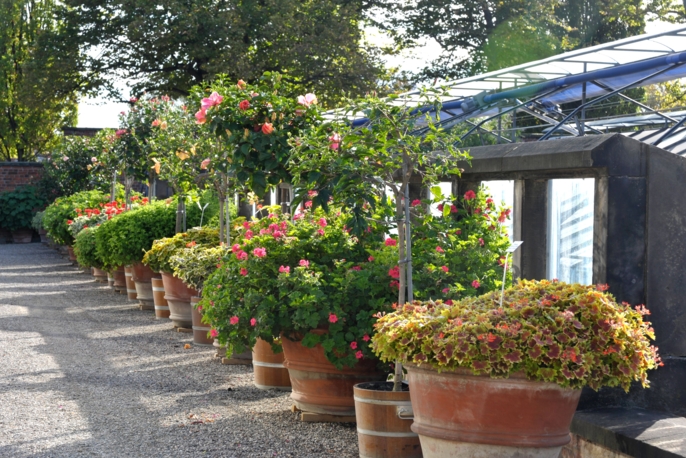 Pelargonien und Hibisken im Schmuckhof
