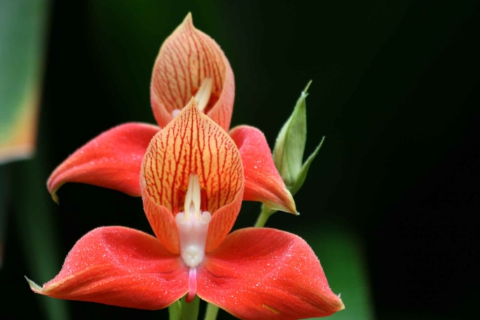 Disa
