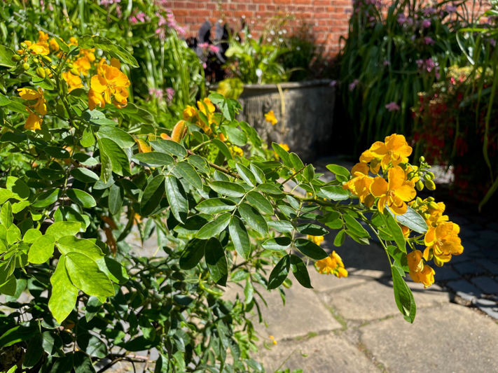 Senna spectabilis
