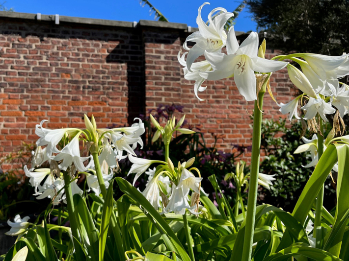 Crinum