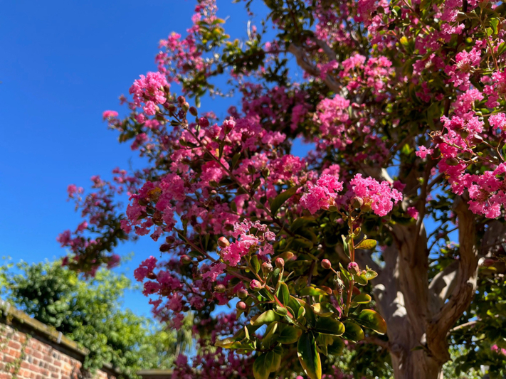 Lagerstroemia
