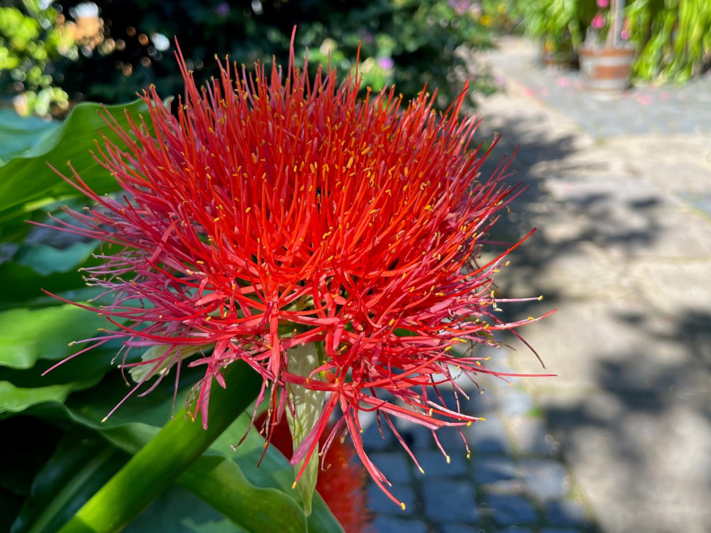 Scadoxus
