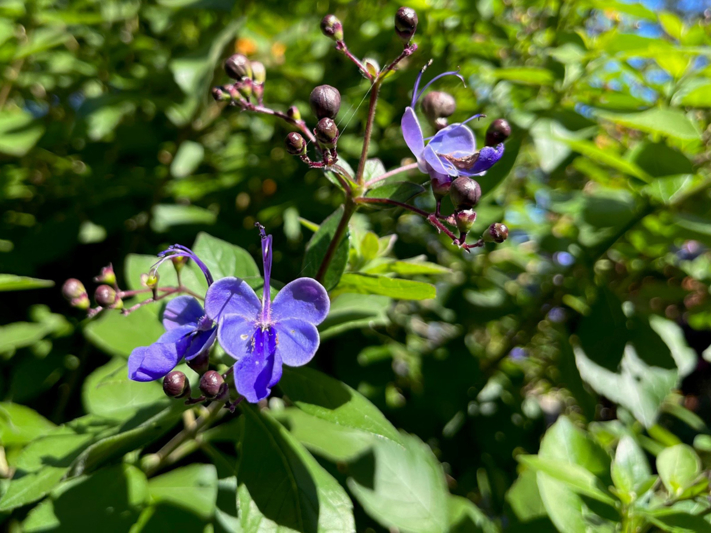 Clerodendrum ugandense