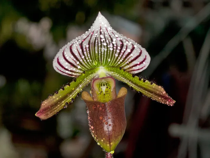 Paphiopedilum lawrenceanum
