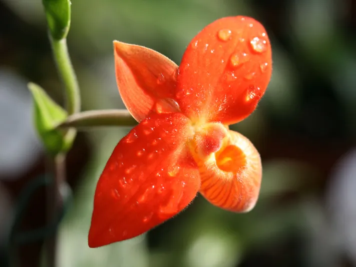 Phragmipedium besseae