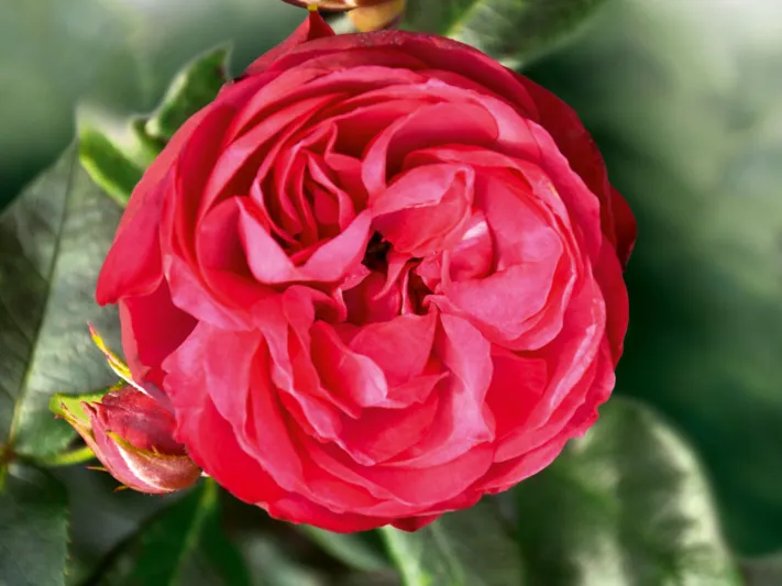 Rose King George I.