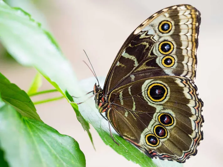 Schmetterling
