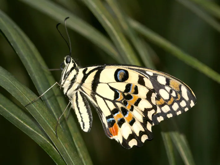 Papilio demoleus