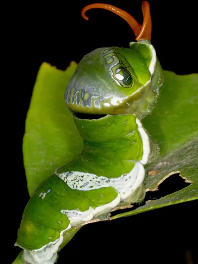 Raupe