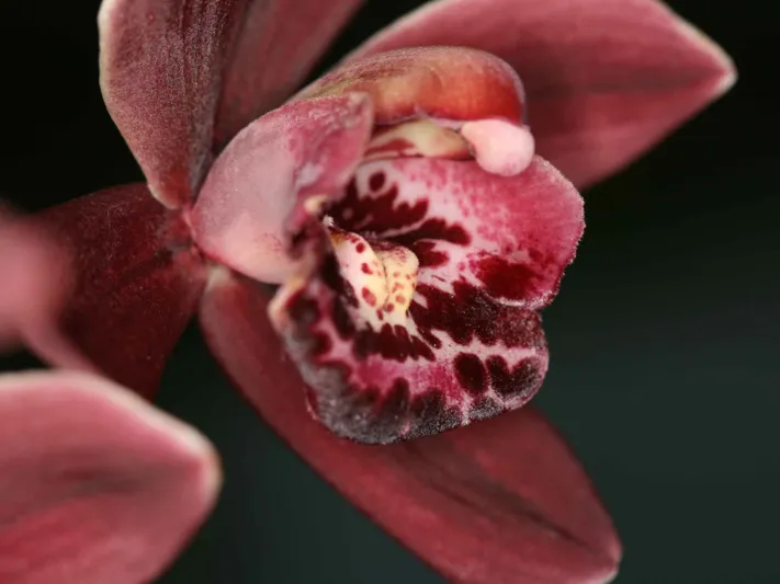Cymbidium