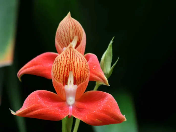 Disa