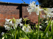 Crinum