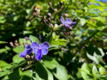 Clerodendrum ugandense